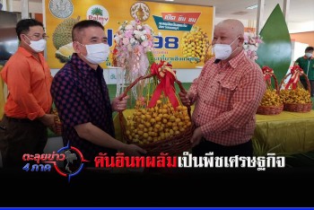 ดันอินทผลัมเป็นพืชเศรษฐกิจตามรอยทุเรียนนนท์