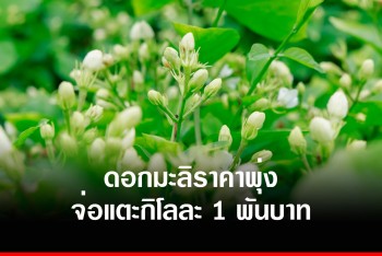 ดอกมะลิวันแม่ จ่อทะลุกิโลกรัมละ 1 พันบาท