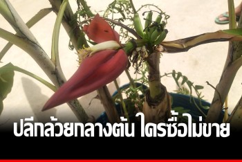 ฮือฮา! กล้วยด่างออกปลีกลางลำต้น เจ้าของบ้านเชื่อมาให้โชค ใครซื้อก็ไม่ขาย