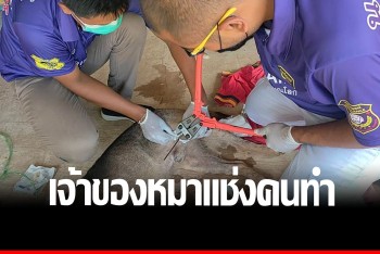 &quot;คนใจอุบาทว์&quot; ใช้ปืนฉมวกยิงลูกดอกเสียบร่างตูบ สุดน่าสงสาร