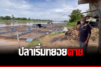 กลุ่มเกษตรกรชัยนาท เดือนร้อน! ปลากระชังแม่น้ำเจ้าพระยาเริ่มทยอยตาย