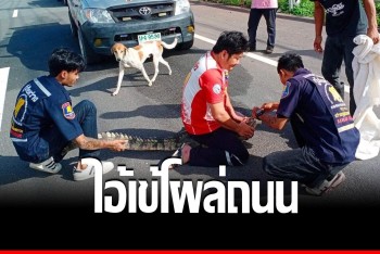 สุดงง! จระเข้โผล่คลานกลางถนนตราด แจ้งกู้ภัยตามจับวุ่น