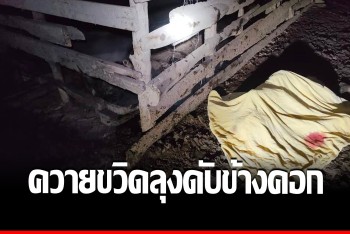 ลุงพรหมพิราม ต้อนควายเข้าคอก ถูกขวิดกลางอกดับอนาถ