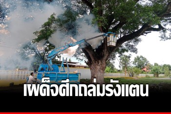 กู้ภัยลุยถล่ม &quot;รังแตน&quot; ยึดต้นจามจุรี สร้างอาณาจักร อาละวาดต่อย นร.ไปทั่ว