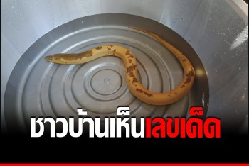 ชาวบ้านตาลุกวาว เห็นเลขเด็ด ปลาไหลสีทอง 8 มาเด่น