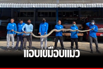 รุมจับไอ้เหลือมแสบ เลื้อยเขมือบเหมียวชาวบ้าน รีบเผ่นหนีแต่ไม่รอด