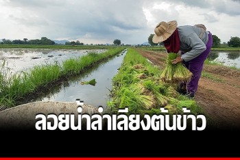 มิติใหม่แห่งการลำเลียงส่งต้นกล้าดำนา ทุ่นแรง-ทุ่นเวลา