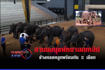 สวนนงนุชพัทยา  เผยคลิปสุดน่าประทับใจ ช้างคลอดลูกพร้อมกัน 2 เชือก