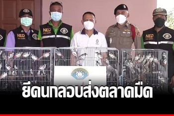&quot;นกปรอดหัวโขน&quot; ยังเป็นเหยื่อตลาดมืด จนท.บุกยึด 270 ตัว ลอบส่งค้าทางรถไฟ