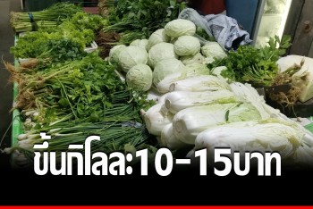 ผักพังงาราคาขึ้นรับเทศกาลเจ เฉลี่ย 10-15 บาทต่อกิโลกรัม