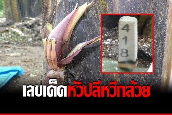 คอหวยคึกช่วงโค้งสุดท้าย ทำพิธีขอเลขเด็ดกล้วย ออกหวี-ปลีโคนต้น