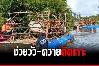 น้ำท่วม &quot;ศรีสะเกษ&quot; ยังอ่วม เดือดร้อนยันสัตว์ ช่วยวัว-ควายกว่า 200 ตัว ติดเกาะ