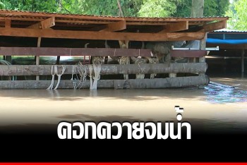 สัตว์ก็เดือดร้อน! ต้องย้ายคอกควายหนีน้ำปิงล้นตลิ่งหลากท่วมเกือบมิด