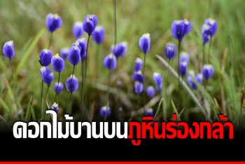 ชมดอกไม้ป่า &quot;ดุสิตา-เหลืองพิศมร&quot; กำลังบานสวยงามบน &quot;ภูหินร่องกล้า&quot;