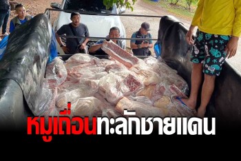 สกัดจับรถคอก ลอบขนเนื้อหมูเถื่อนข้ามแดน หวั่นอันตรายกับคนกิน