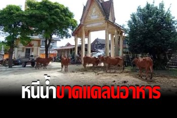เกษตรกรโอด! สงสาร วัว-ควาย ติดเกาะ-ไร้อาหารยังชีพ วอนช่วยเหลือ