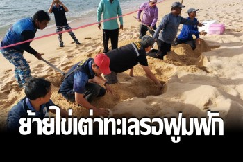 ย้าย 118 ไข่เต่ามะเฟือง​ ออกหาดบางขวัญ รอบ่มฟัก 60 วันให้ลืมตาดูโลก