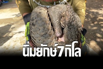 ตะลึง! ตัวนิ่มยักษ์หนัก 7 กิโล พลัดหลงป่าโผล่กลางหมู่บ้าน