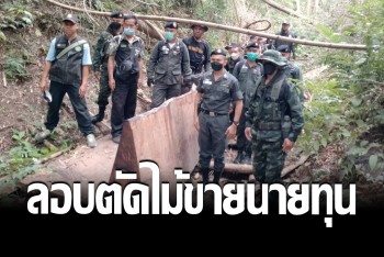 ตชด.จับแก๊งลอบตัดไม้ประดู่ ติดชายแดนไทย-เมียนมา นายทุนให้ราคาสูงกว่าสักทอง