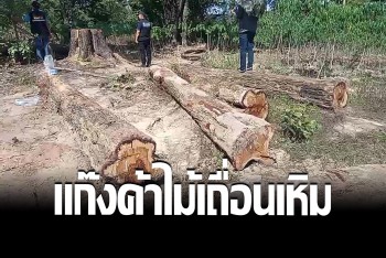 แก๊งค้าไม้เถื่อนข้ามชาติเหิม ทำลายไร่มัน ลักตัด 6 ต้นประดู่ใหญ่