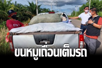 ชุดเฉพาะกิจสกัดจับหมูเถื่อน-ของหนีภาษีชายแดนป่าไร