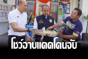 ไอ้เข้ตกใจ นอนอาบแดดริมน้ำ โดนประมงภูเก็ตตามจับส่งอนุบาล