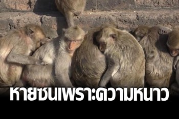 ฝูงลิงศิษย์เจ้าพ่อพระกาฬนับพัน จับกลุ่มอาบแดดรับไออุ่นหน้าพระปรางค์สามยอด
