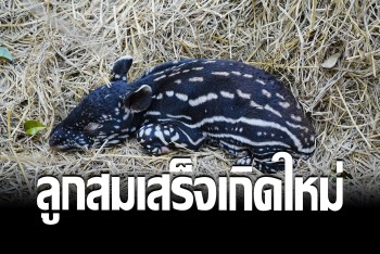 ส่องความน่ารัก &quot;ลูกสมเสร็จ&quot; เกิดใหม่ที่เชียงใหม่ไนท์ซาฟารี