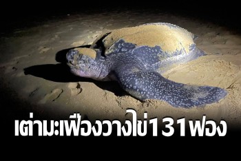 รับปีกระต่าย แม่​เต่า​มะเฟือง​(อัลฟ่า)​ ขึ้น​วางไข่​  131  ฟอง​ เป็นรัง​ที่​ 6​  ของฤดูกาล​