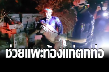 กู้ภัยสว่างบริบูรณ์ธรรมสถาน ยกทีมช่วย &quot;แพะท้องแก่&quot; ตกท่อคืนเจ้าของ