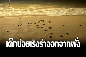 เต่ามะเฟืองน้อยเริงร่า ลืมตาดูโลก คานลงหาดออกสู่โลกใต้ทะเล