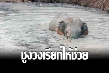 ช่วยช้างป่า ออกหากินนอกถิ่น พลัดตกสระน้ำ ชูงวงเรียก จนท.มาช่วย